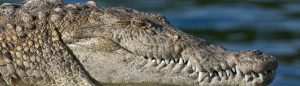 Crocodile Tears - Do Narcissists Cry?