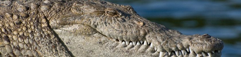 Crocodile Tears - Do Narcissists Cry?